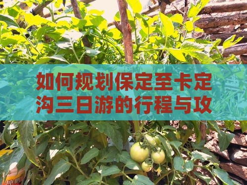 如何规划保定至卡定沟三日游的行程与攻略？