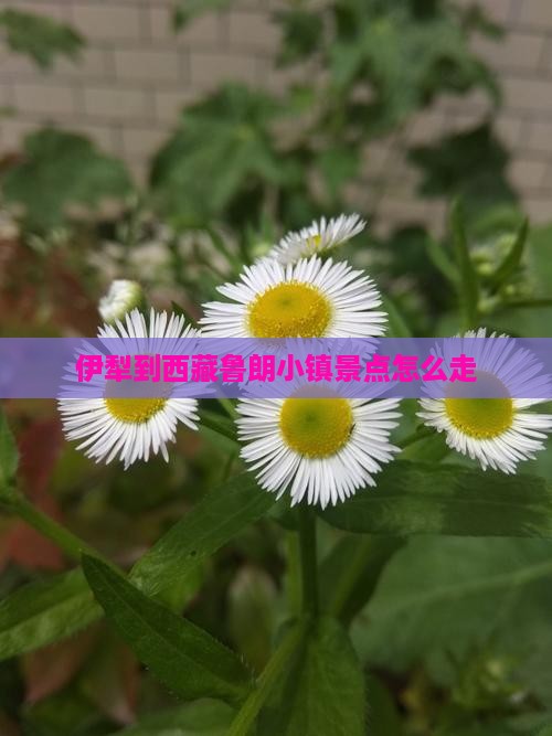伊犁到西藏鲁朗小镇景点