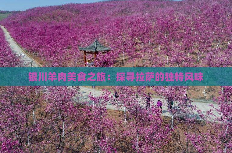 银川羊肉美食之旅：探寻拉萨的独特风味