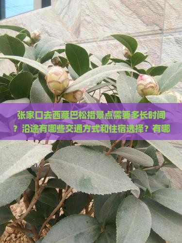 张家口去西藏巴松措景点