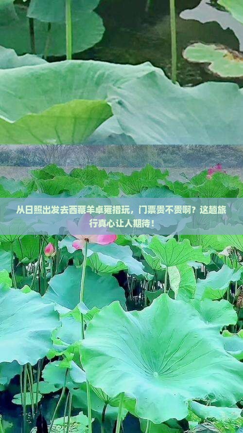日照到西藏羊卓雍措门票 日照到西藏羊卓雍措门票