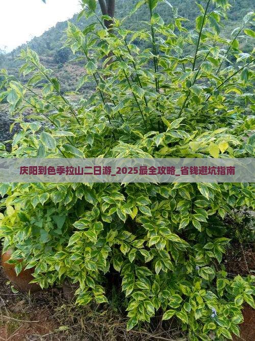 庆阳到西藏色季拉山二日游
