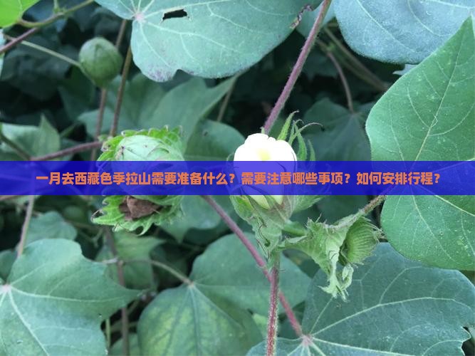 一月去西藏色季拉山攻略
