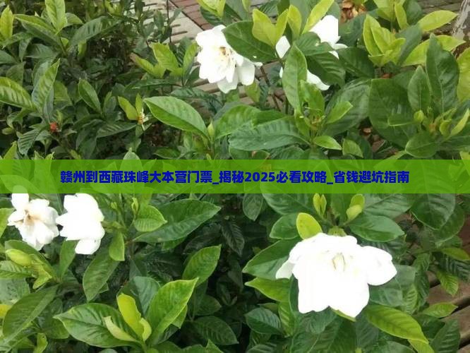 赣州到西藏珠峰大本营门票