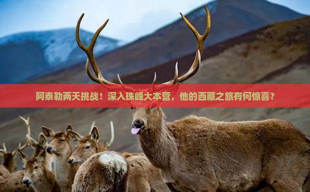 阿泰勒去西藏珠峰大本营二日游