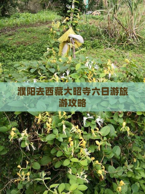 濮阳去西藏大昭寺六日游