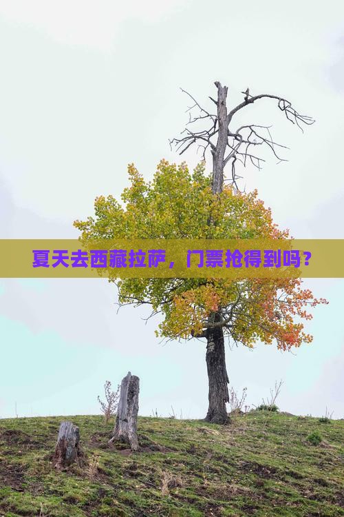 夏天到西藏拉萨门票