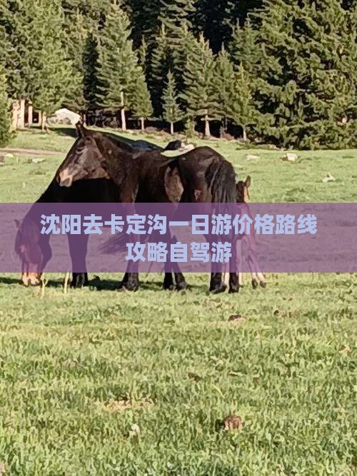 沈阳去西藏卡定沟一日