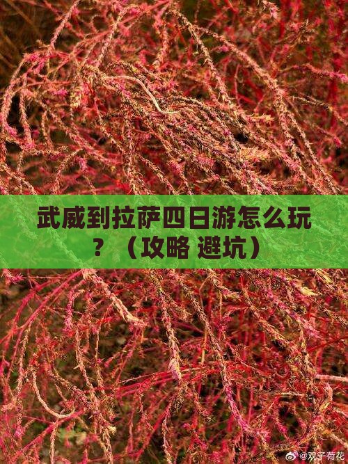 武威到西藏拉萨四日游