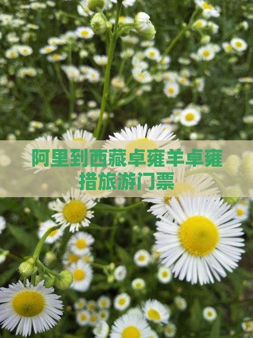 阿里到西藏羊卓雍措门票 阿里到西藏羊卓雍措门票