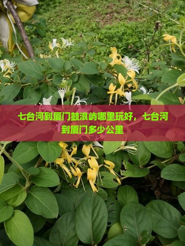 七台河到厦门鼓浪屿哪里玩