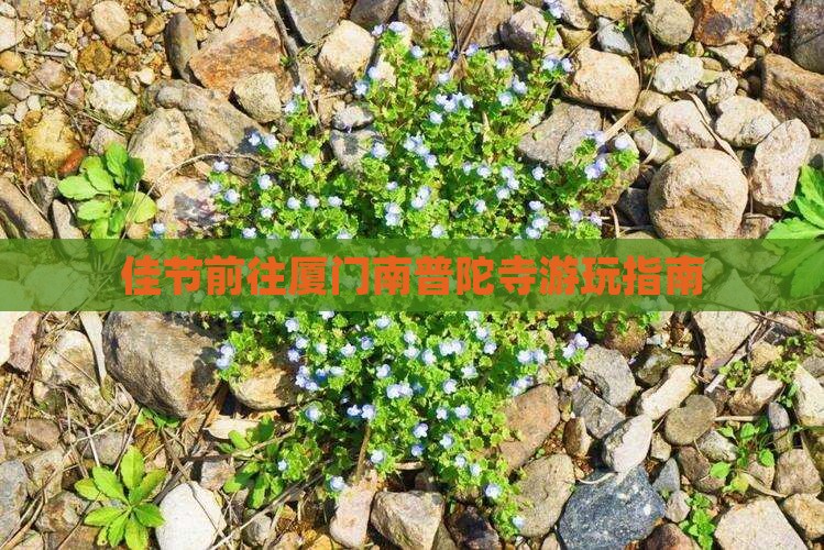 佳节前往厦门南普陀寺游玩指南