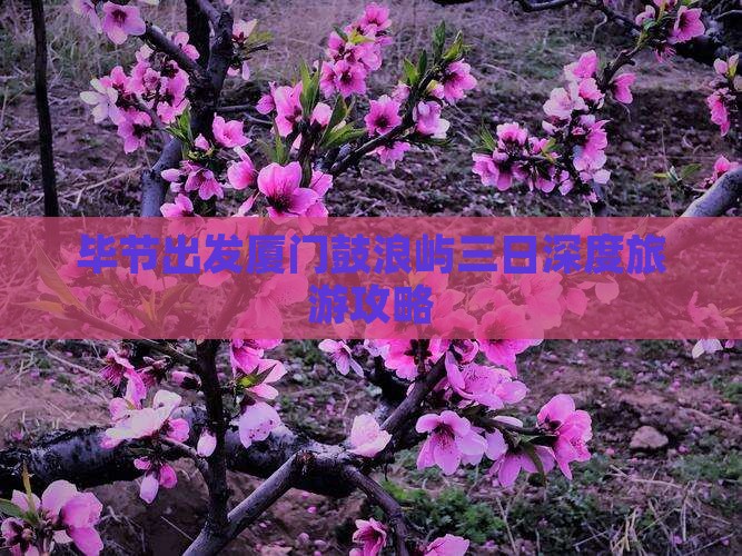 毕节出发厦门鼓浪屿三日深度旅游攻略