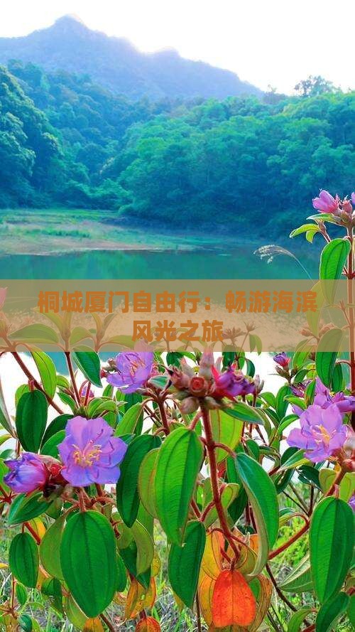 桐城厦门自由行：畅游海滨风光之旅