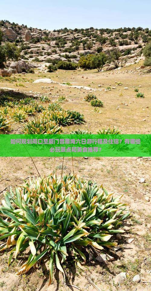 如何规划周口至厦门曾厝埯六日游行程及住宿？有哪些必玩景点和美食推荐？