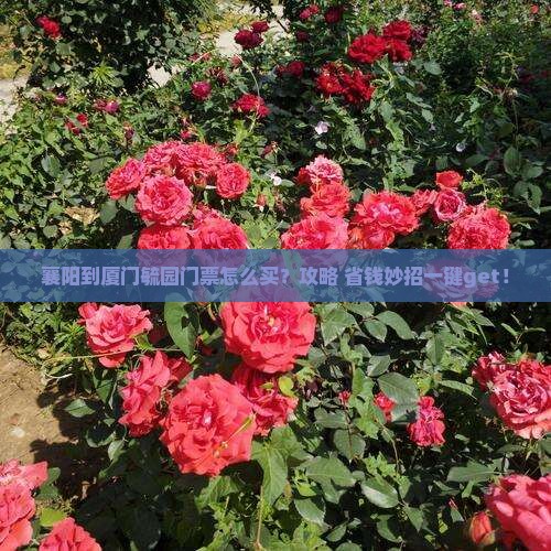 襄阳到厦门毓园门票