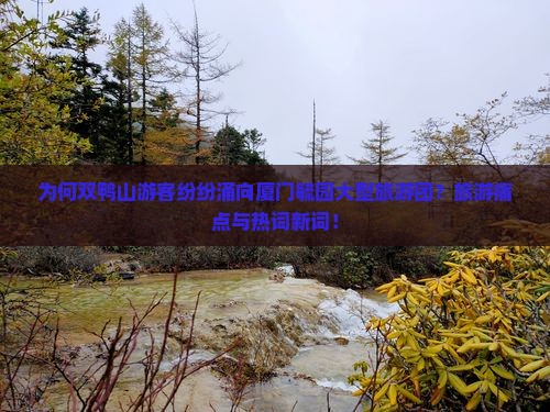为何双鸭山游客纷纷涌向厦门毓园大型旅游团？旅游痛点与热词新词！