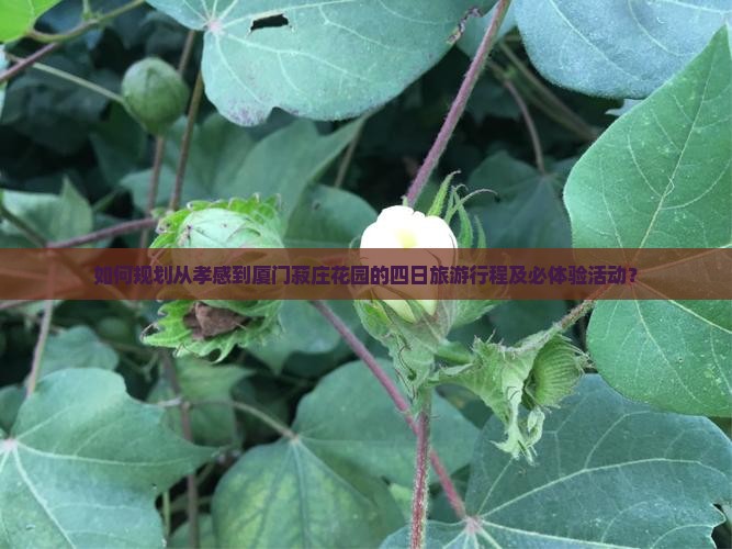 如何规划从孝感到厦门菽庄花园的四日旅游行程及必体验活动？