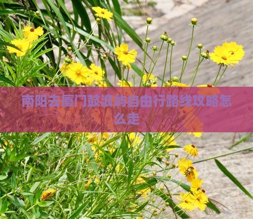 南阳去厦门鼓浪屿自由行
