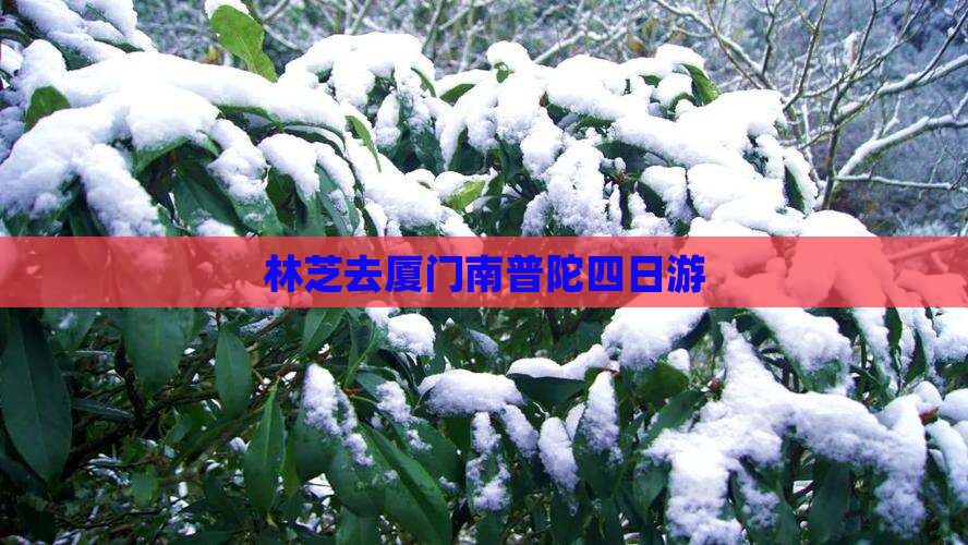 林芝去厦门南普陀四日游