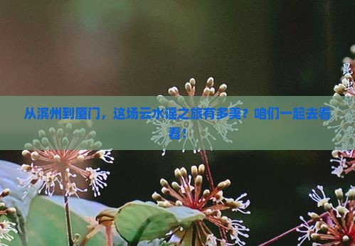 滨州到厦门云水谣大型旅游团