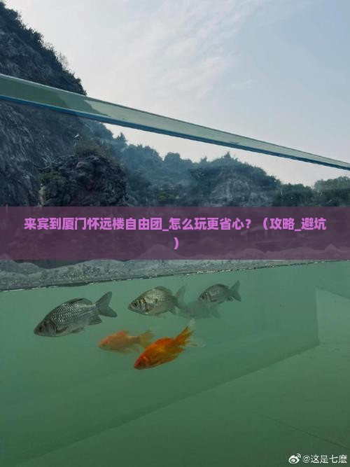 来宾到厦门怀远楼自由团