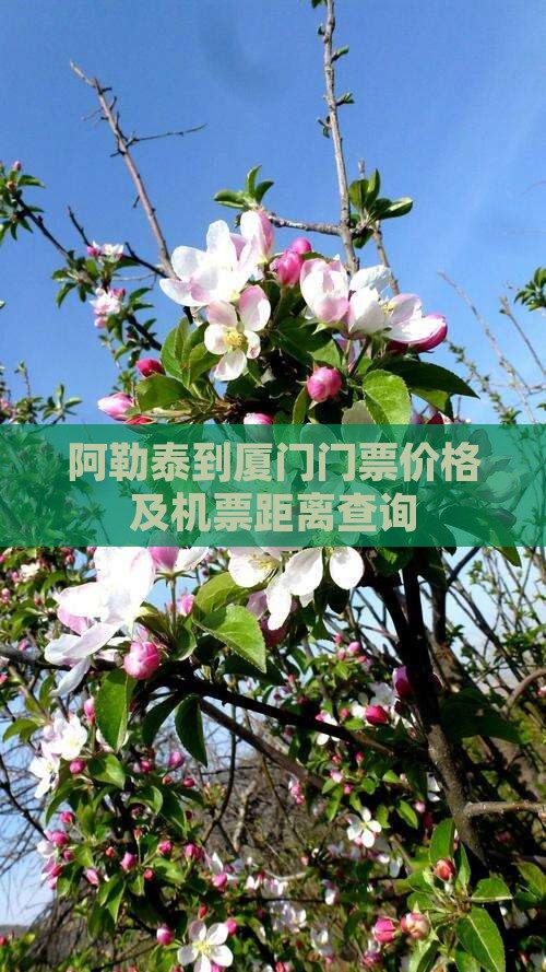 阿勒泰到厦门门票价格及机票距离查询