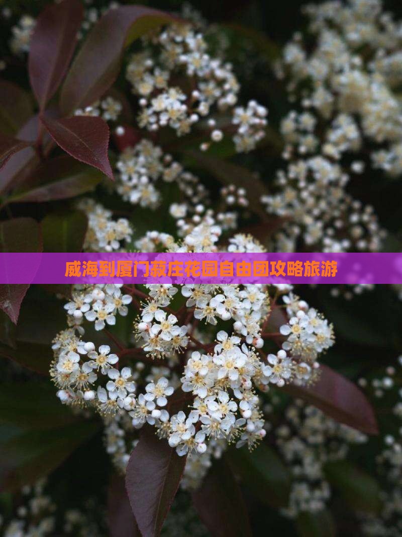 威海到厦门菽庄花园自由团