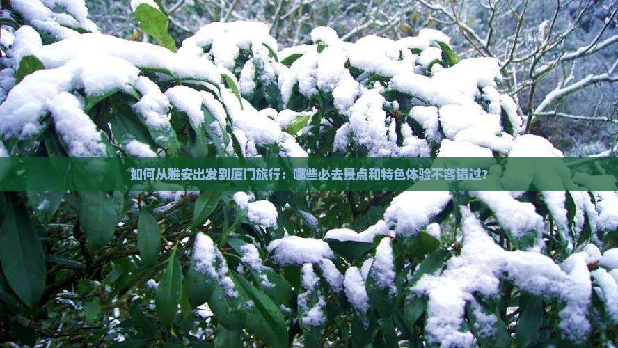 如何从雅安出发到厦门旅行：哪些必去景点和特色体验不容错过？