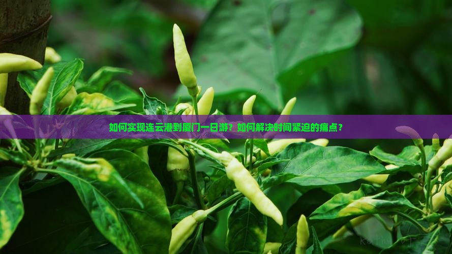 如何实现连云港到厦门一日游？如何解决时间紧迫的痛点？