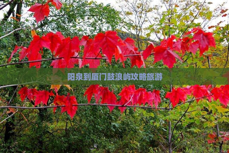 阳泉到厦门鼓浪屿大型旅游团