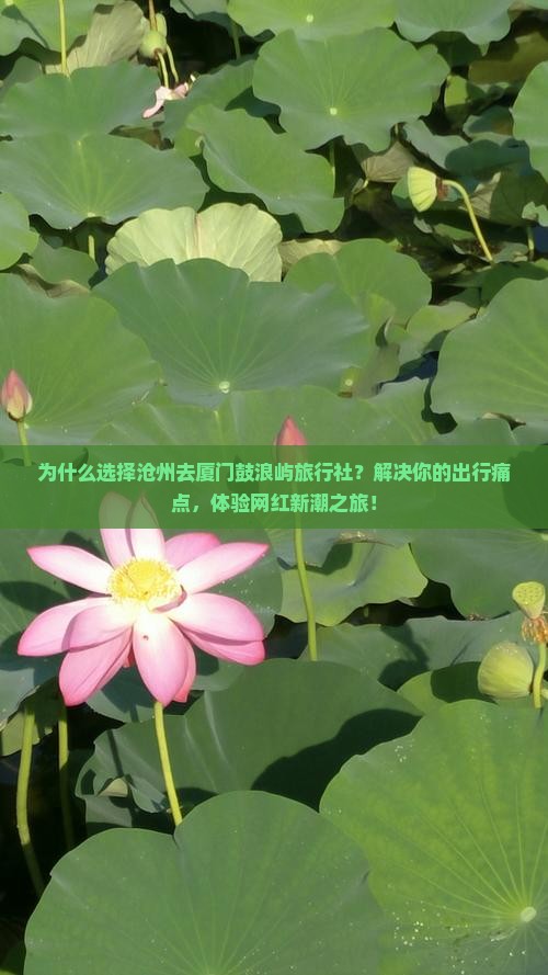 沧州去厦门鼓浪屿旅行社