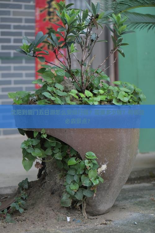 沈阳到厦门五日游怎么安排行程？需要多少钱？有哪些必去景点？