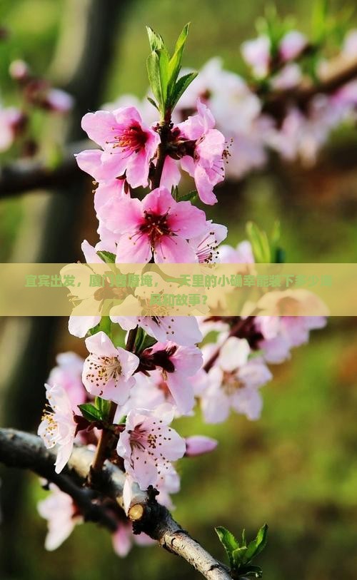 宜宾出发,厦门曾厝埯,一天里的小确幸能装下多少海风和故事? 宜宾出发,厦门曾厝埯,一天里的小确幸能装下多少海风和故事?