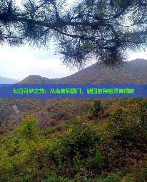 七日寻梦之旅：从海南到厦门，毓园的秘密等待揭晓