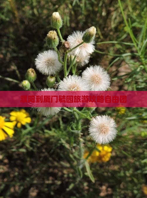 濮阳到厦门毓园自由团