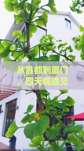 从昌都到厦门，四天能遇见怎样的风景？