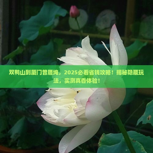 双鸭山到厦门曾厝埯旅游