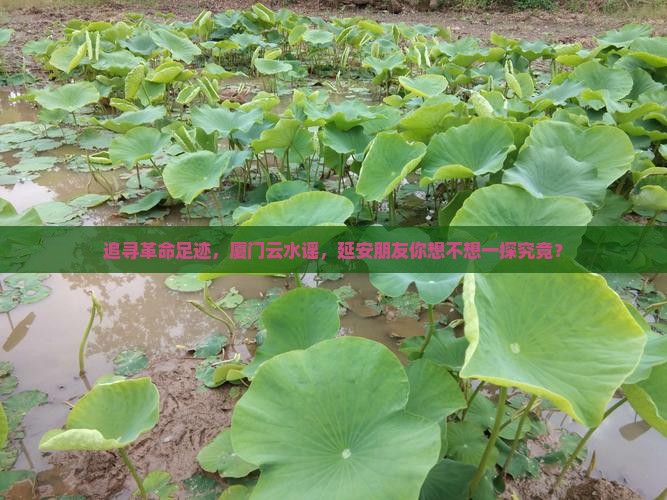 追寻革命足迹，厦门云水谣，延安朋友你想不想一探究竟？