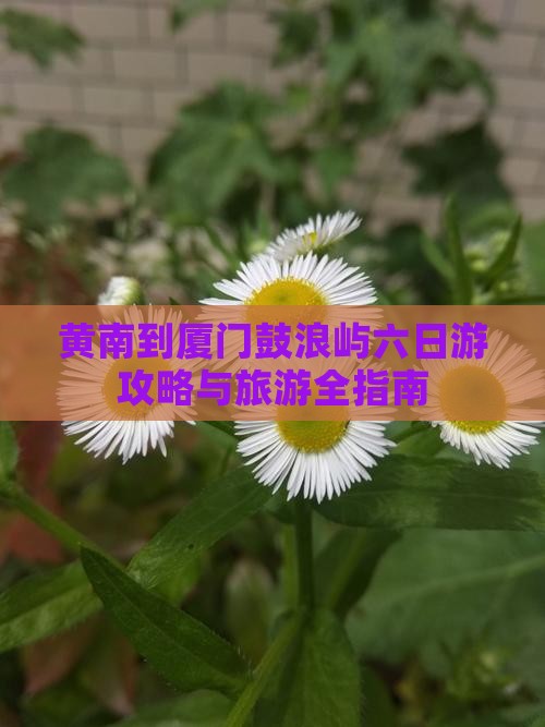 黄南到厦门鼓浪屿六日游