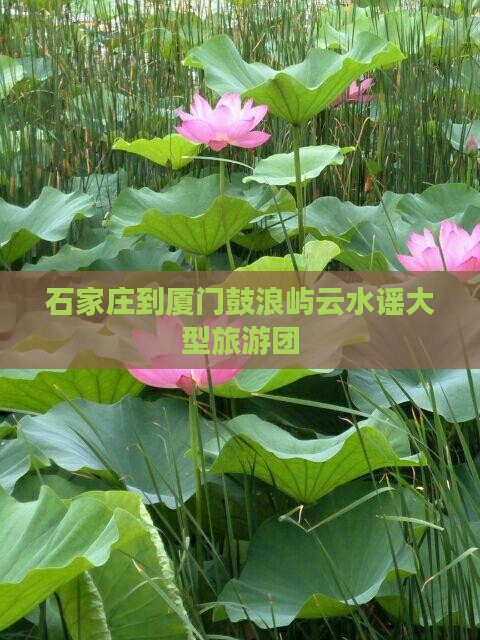 石家庄到厦门云水谣大型旅游团