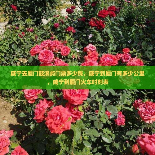 咸宁去厦门鼓浪屿门票