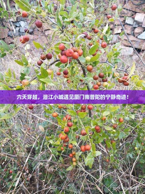 潜江去厦门南普陀六日游