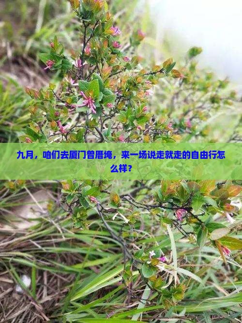 九月去厦门曾厝埯自由行
