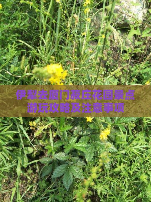 伊犁去厦门菽庄花园景点 伊犁去厦门菽庄花园景点