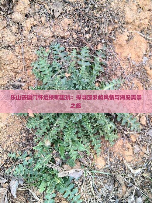 乐山去厦门怀远楼哪里玩：探寻鼓浪屿风情与海岛美景之旅
