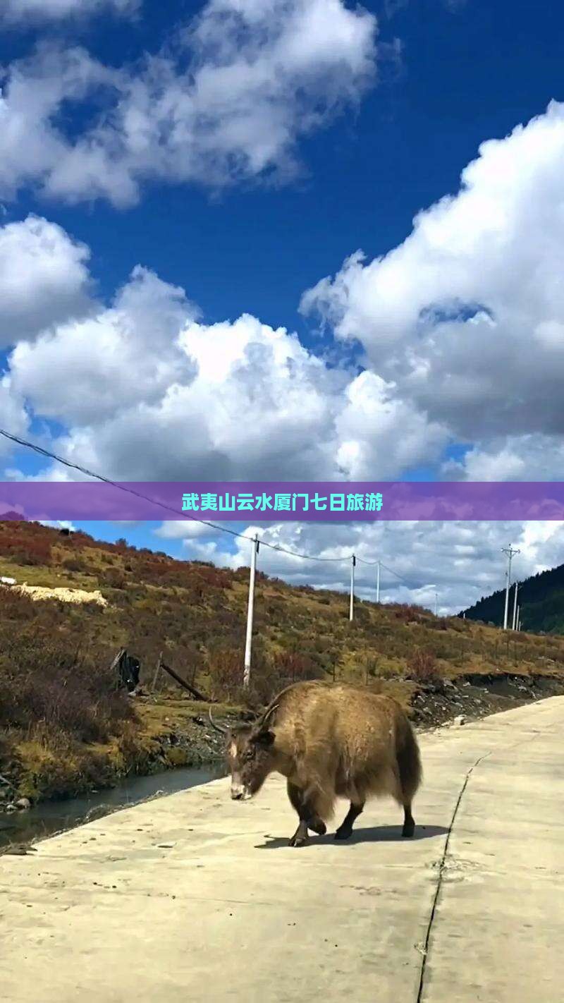 武夷山到厦门云水谣七日游