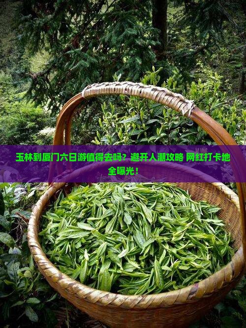 玉林到厦门六日游