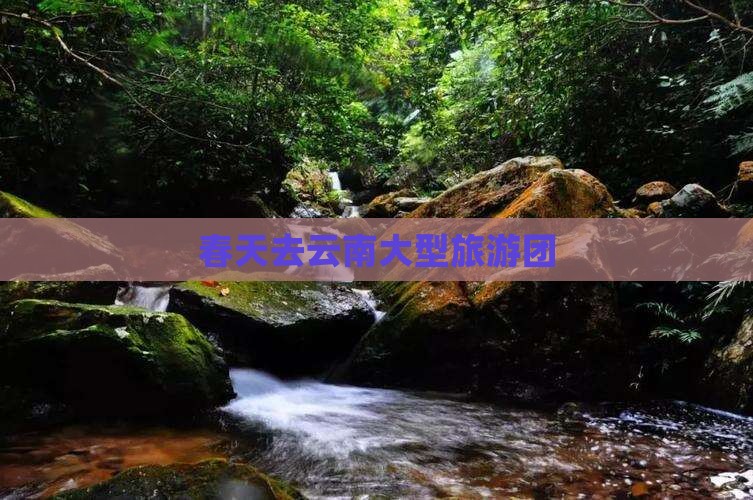 春天去云南大型旅游团