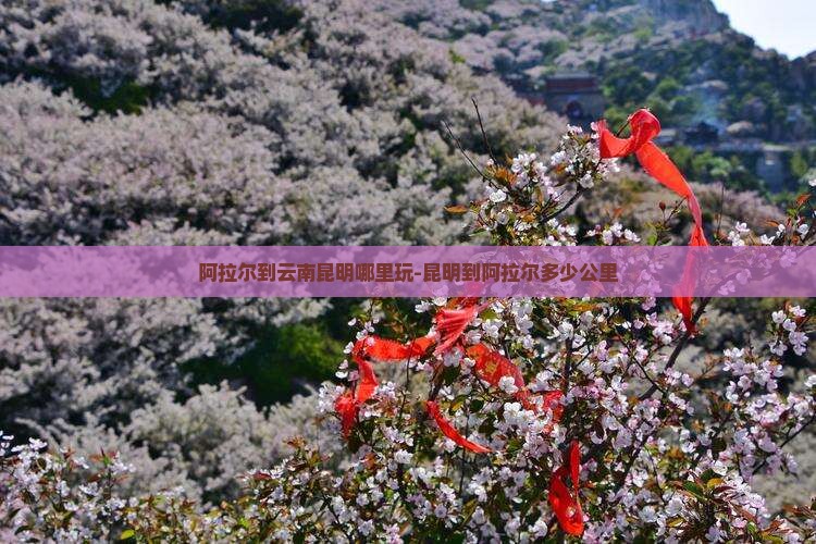 阿拉尔到云南昆明哪里玩-昆明到阿拉尔多少公里